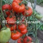 Редкие коллекционные семена томатов купить Семена томатов от частных коллекционеров Томат Конни