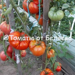 Редкие коллекционные семена томатов купить Семена томатов от частных коллекционеров Томат Констанция