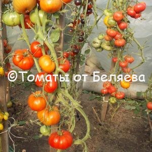 Редкие коллекционные Семена томатов от частных коллекционеров семена томатов купить Король гигантов