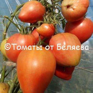Редкие коллекционные семена томатов купить Томат Король Лондона