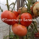 Семена томатов от частных коллекционеров Томат Красное сердце