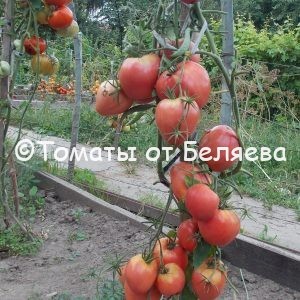 Семена томатов от частных коллекционеров томат Леди ди