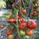 Томат Ленивец, описание, Купить, Семена от производителя, отзывы, характеристика, фото, семена томатов от частных коллекционеров.