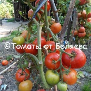 Томат Ленивец, описание, Купить, Семена от производителя, отзывы, характеристика, фото, семена томатов от частных коллекционеров.