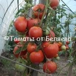 Семена томатов от частных коллекционеров Томат Мадьяр Пирос Бокер