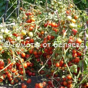 Томат Низкорослый Ранний-1 Семена томатов от частных коллекционеров