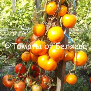 Томат Оранжевый копулер семена купить