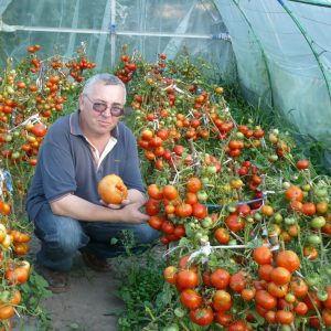какие семена томатов