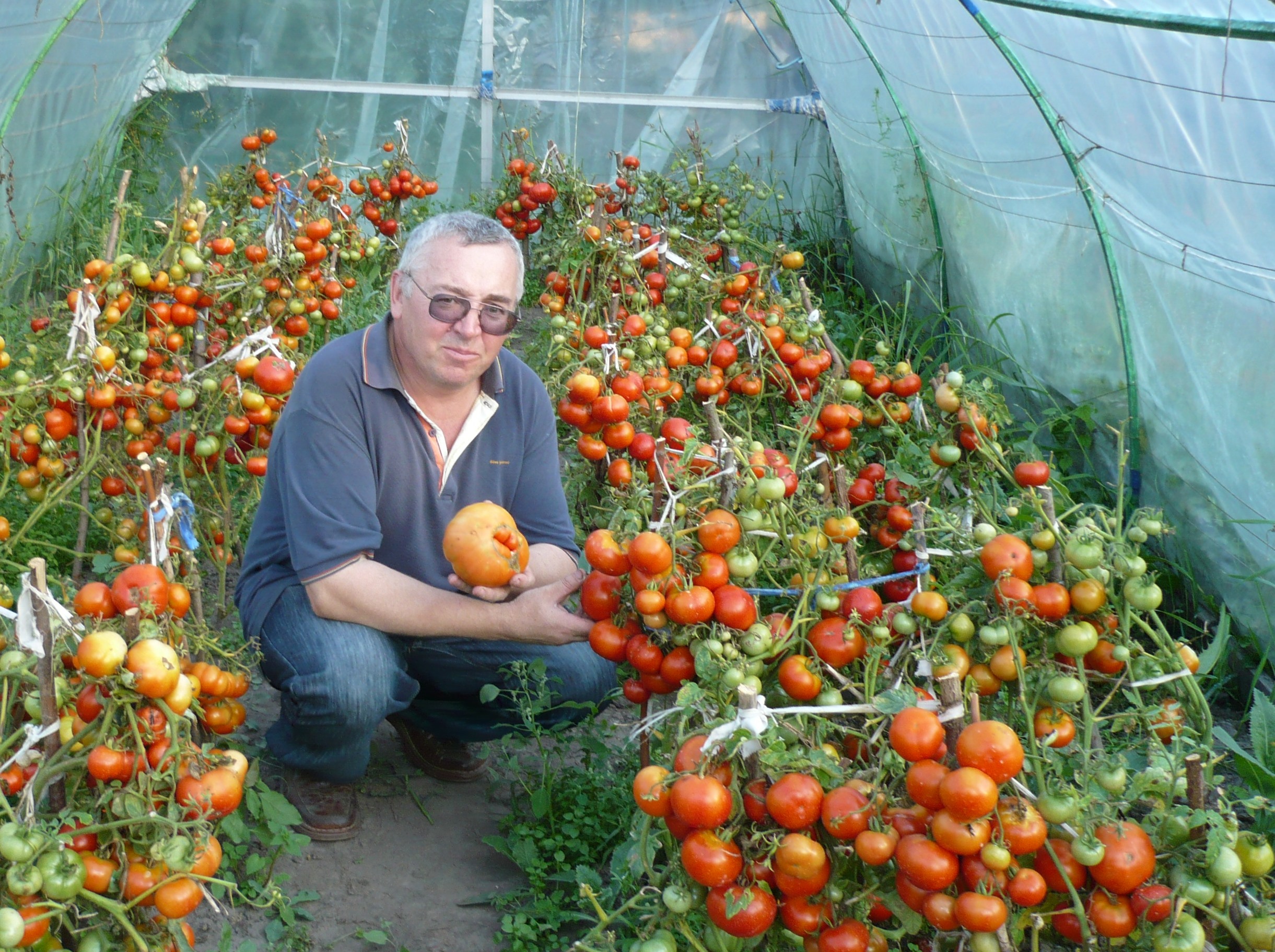 какие семена томатов