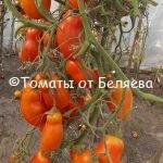 Семена томатов от частных коллекционеров Томат Перцевидный крупноплодный