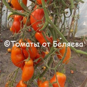 Семена томатов от частных коллекционеров Томат Перцевидный крупноплодный