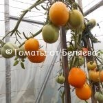 Семена томатов от частных коллекционеров Томат Персик
