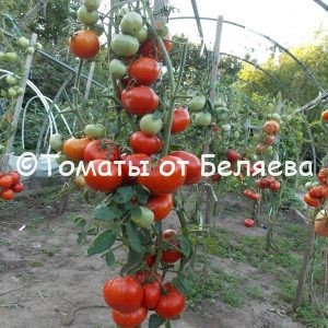 Семена томатов от частных коллекционеров Томат Пантано