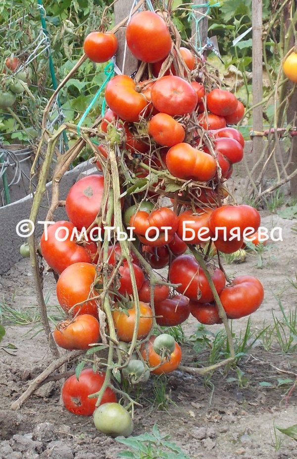 Томат Раннее Чудо, описание, Купить, Семена от производителя, отзывы, характеристика, фото, семена томатов от частных коллекционеров.