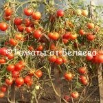 Редкие коллекционные семена томатов купить