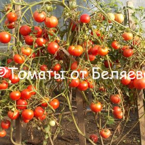 Редкие коллекционные семена томатов купить