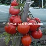 Семена томатов от частных коллекционеров Томат Рутгерс