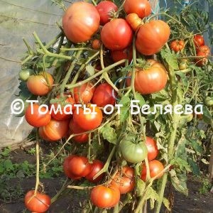 Семена томатов от частных коллекционеров Томат Семейный брэдли