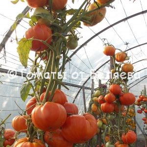 Томат Шунтукский великан, описание, Купить, Семена от производителя, отзывы, характеристика, фото, семена томатов от частных коллекционеров.