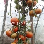 Семена томатов от частных коллекционеров Томат Синие озеро