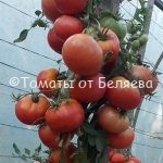 Семена томатов от частных коллекционеров Томат Скуби