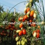 Семена томатов Сливка красная плотная купить