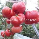 Семена томатов от частных коллекционеров Томат Спринт таймер