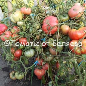 Семена томатов от частных коллекционеров Томат Старообрядческий