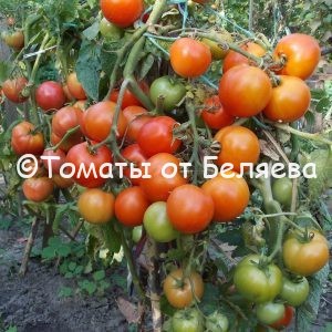 семена томатов Таймыр купить