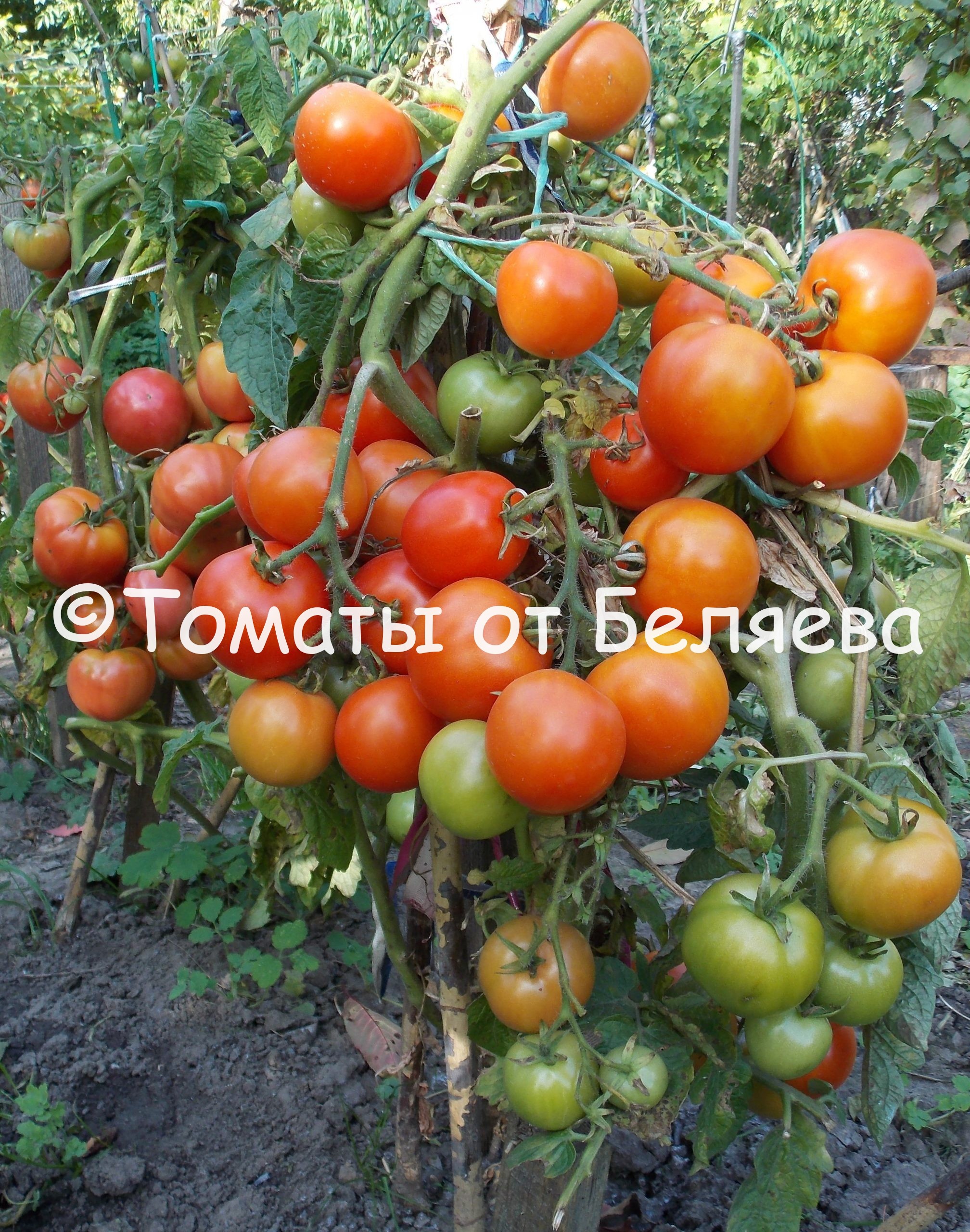 Выращивание томата Тайлер