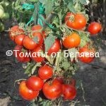 Семена томатов Тетушка купить