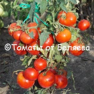 Семена томатов Тетушка купить