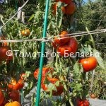Редкие коллекционные семена томатов купить Томат Толстушка востока