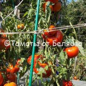 Редкие коллекционные семена томатов купить Томат Толстушка востока