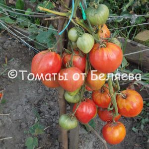 Томат Алсу, описание, Купить, Семена от производителя, отзывы, характеристика, фото, семена томатов от частных коллекционеров.