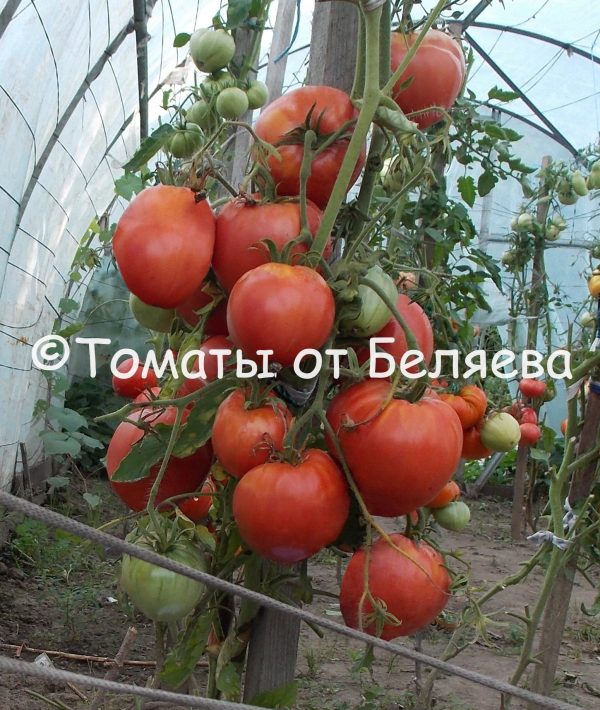Семена томатов от частных коллекционеров Томат Мадьяр Пирос Бокер