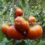 Семена томатов от частных коллекционеров Томат Углерод