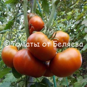 Семена томатов от частных коллекционеров Томат Углерод
