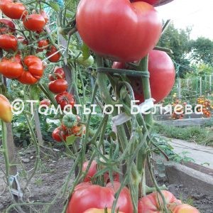 Томат Ырга, описание, Купить, Семена от производителя, отзывы, характеристика, фото, семена томатов от частных коллекционеров.