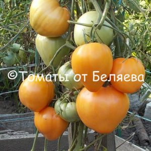 Томат Золотое сердце, Купить томаты минусинские, Семена от производителя, отзывы, характеристика с описанием сортов, фото.