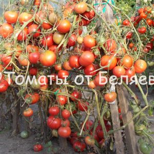 Томат Розовый бриз, описание, Купить, Семена от производителя, отзывы, характеристика, фото, семена томатов от частных коллекционеров.