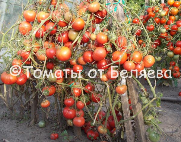 Томат Розовый бриз, описание, Купить, Семена от производителя, отзывы, характеристика, фото, семена томатов от частных коллекционеров.