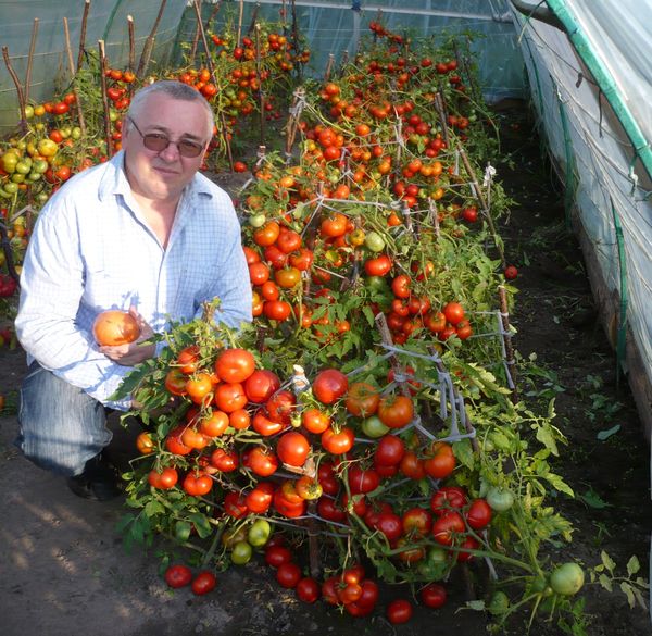 Редкие коллекционные семена томатов