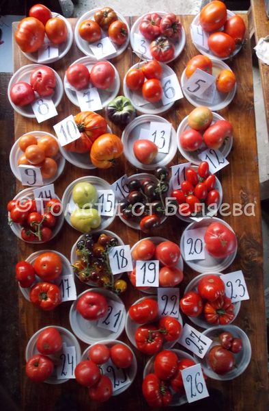Вкусные томаты от Беляева