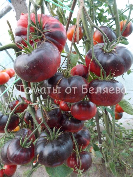 Семена томатов от частных коллекционеров Томат Черная голова