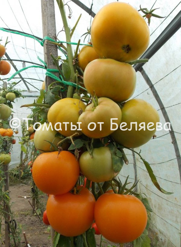 Томат Минусинские шары оранжевые, семена купить, Отзывы, редкие сорта, Фото, описания