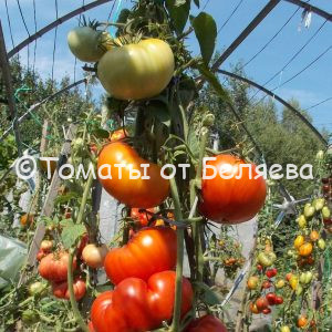Томат Большой жлоб Минусинские томаты, семена купить, Отзывы, редкие сорта, описания.