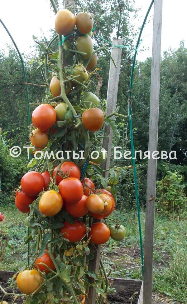 Томат Минусинская елка, семена купить, Отзывы, редкие сорта, Фото, описания