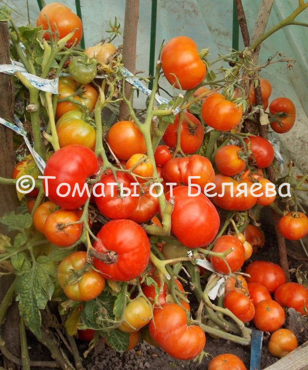 Томат Минусинский кремовый, семена купить, Отзывы, редкие сорта, Фото, описания