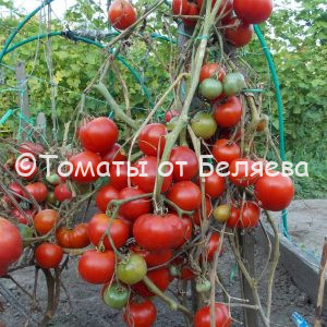 Томат Минусинское чудо Семена томатов, Отзывы, Фото.